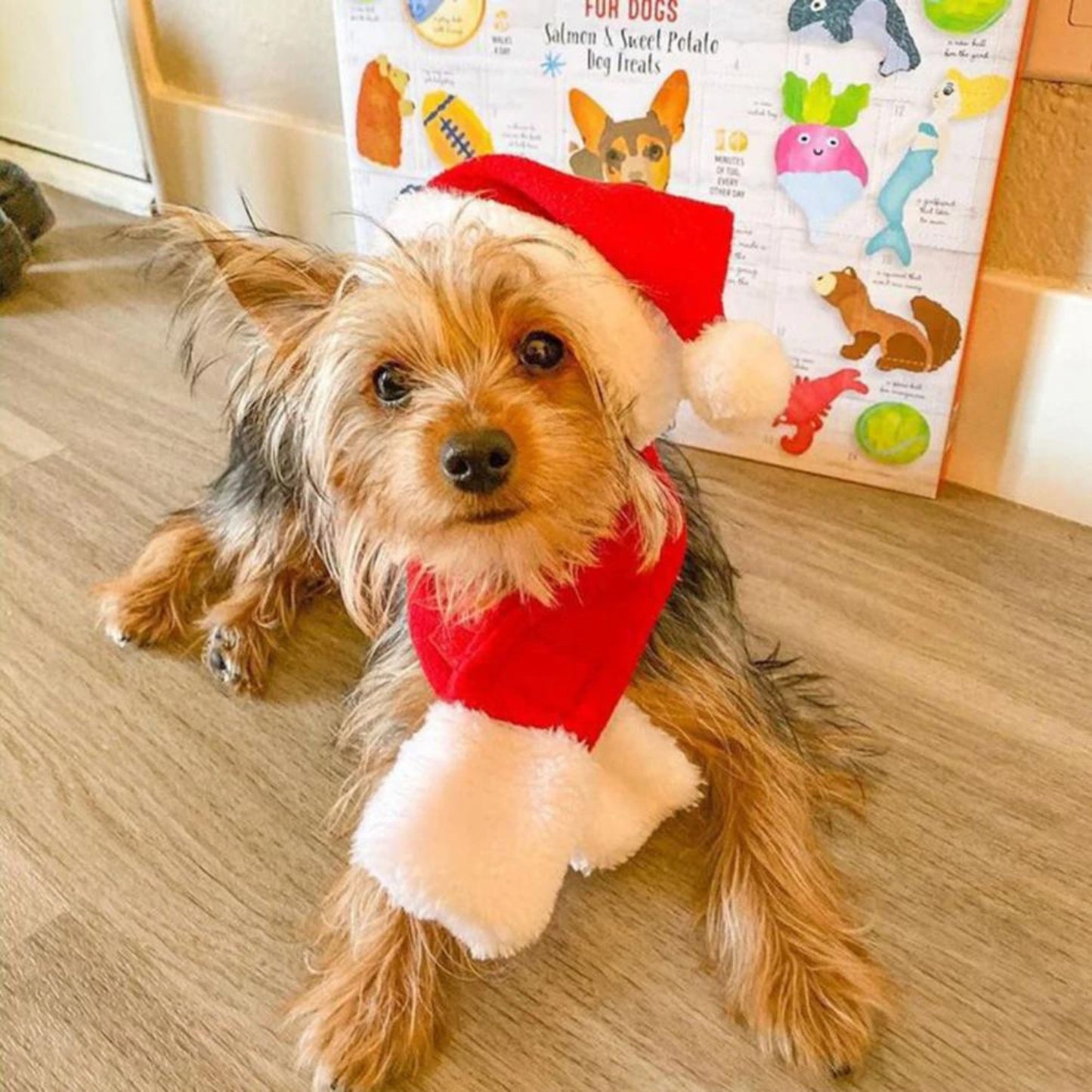 Christmas Costumes Hat and Scarf Set for Cats and Dogs - Xmas Santa Outfit for Pets